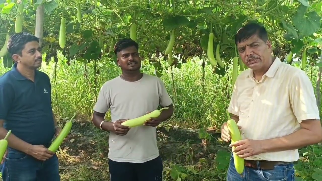 ADVANTA SEEDS lauki samraat-1