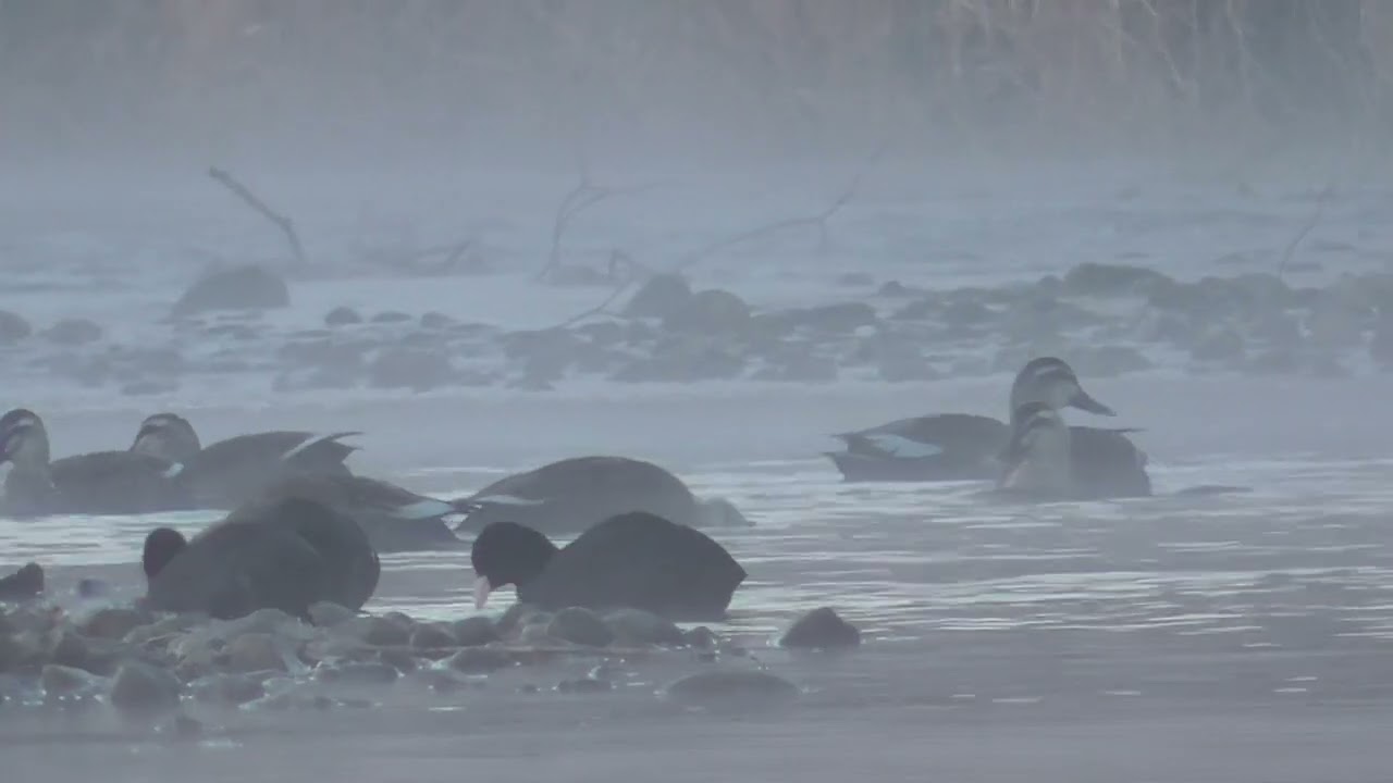 Y0154　Nanase River　Morning Mist　Breakfast　Little Egret　Coot　Spot-Billed Duck