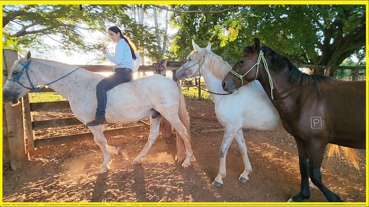 Levando as éguas para outra fazenda e o Garanhão pra casa!