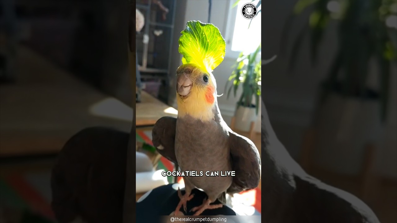 Cockatiel 🦜 This Bird Will Steal Your Heart!