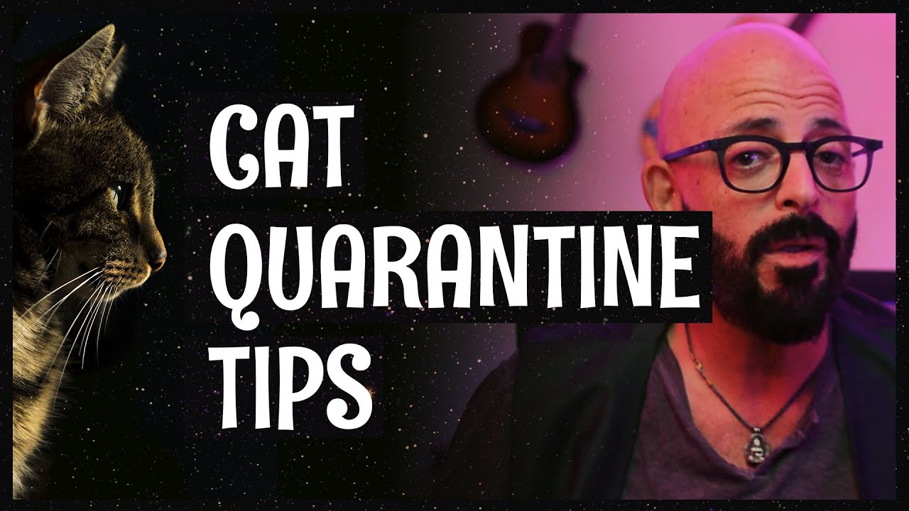 How to deal with and enjoy quarantine with your cats during COVID-19