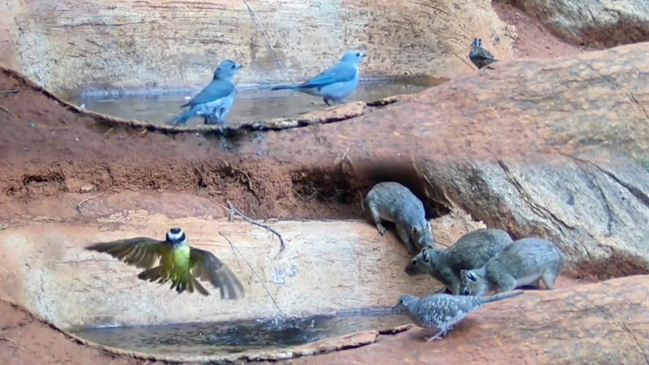 ELES SÓ PRECISAM DE UM POUCO DE ÁGUA...