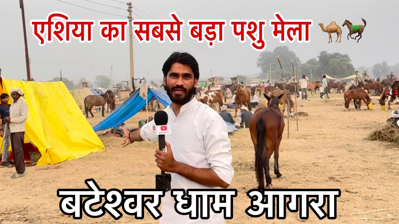 बटेश्वर पशु मेला से जुड़ीं संपूर्ण जानकारी | एशिया का सबसे बड़ा सांस्कृतिक मेला | Bateshwar Dham |