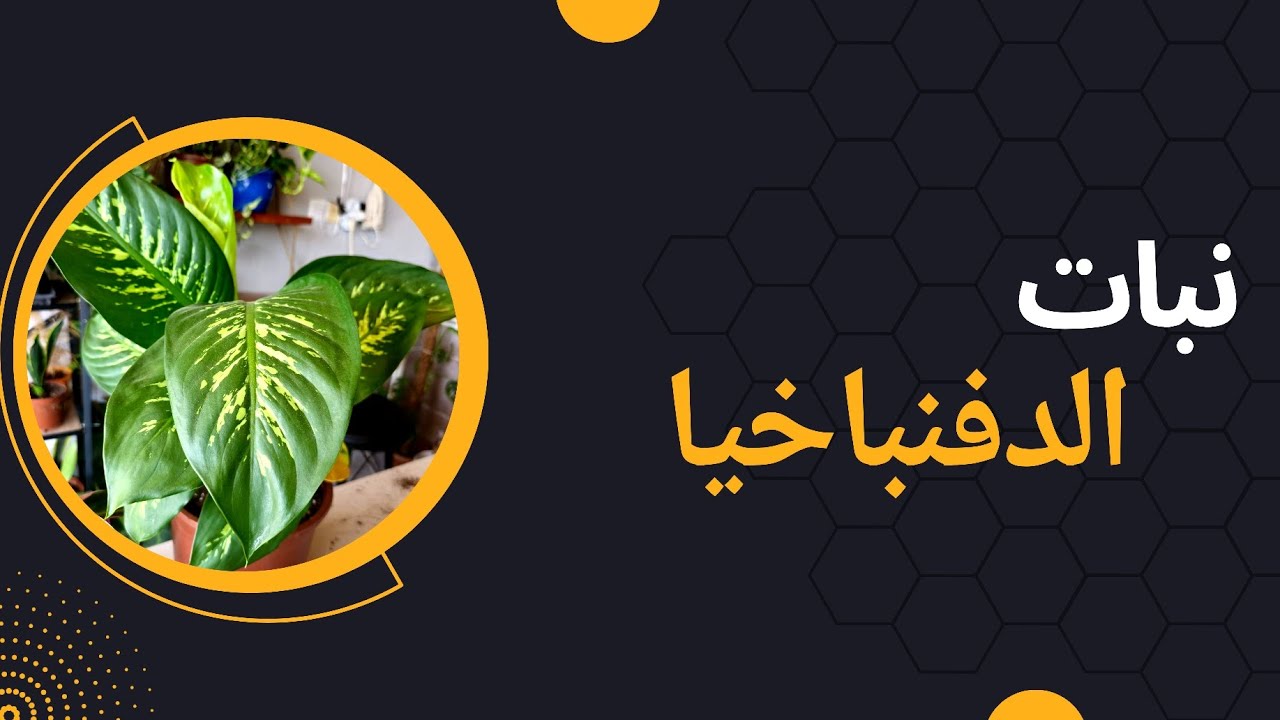 نبات الدفنباخيا(تجديد التربة )