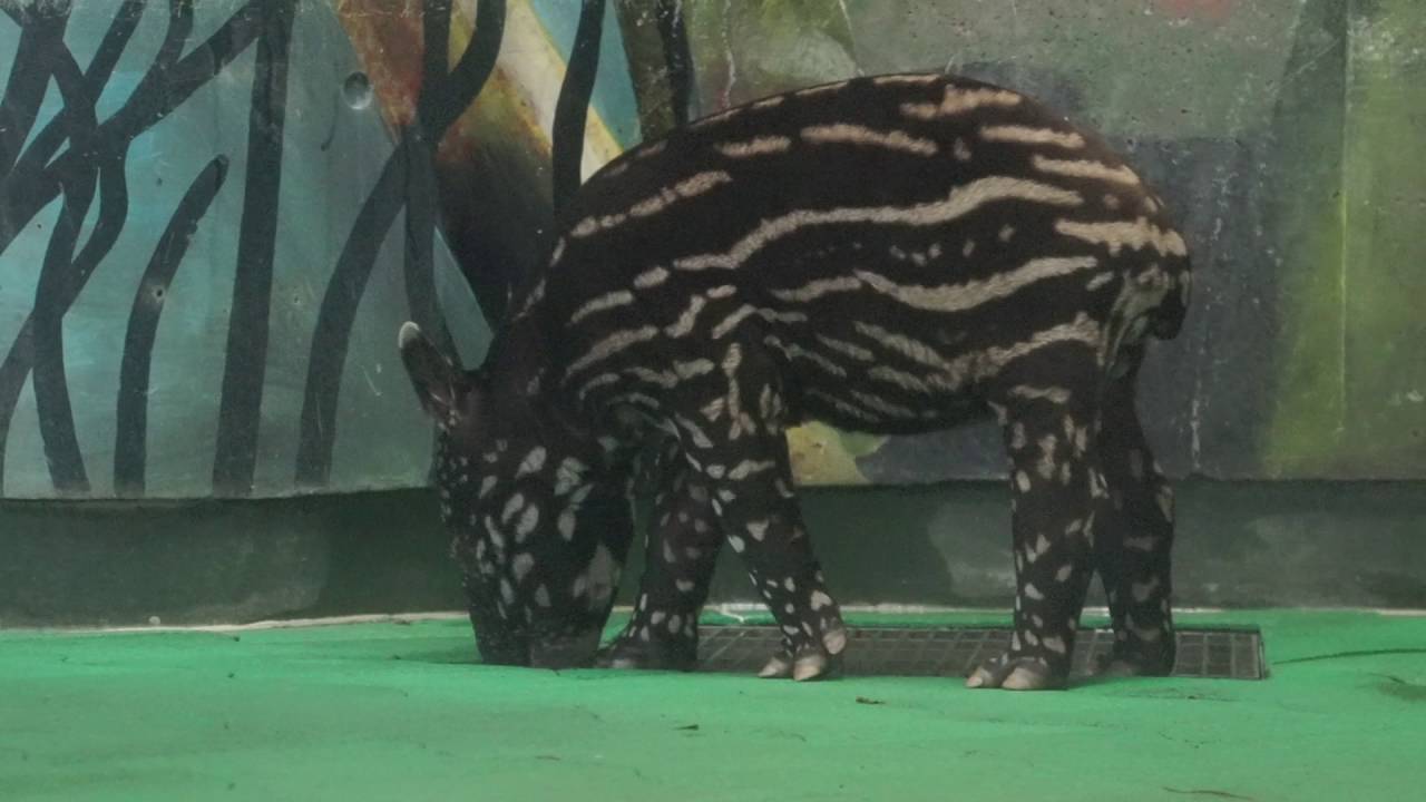 #1 多摩動物公園のマレーバクの赤ちゃん Malayan tapir's baby.