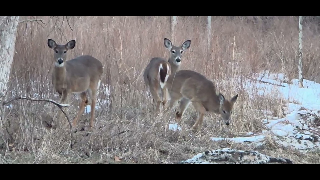 Deer spotted near the W&OD Trail as the snow melts(W&OD ట్రైల్ దగ్గర జింకలు కనిపించాయి.)
