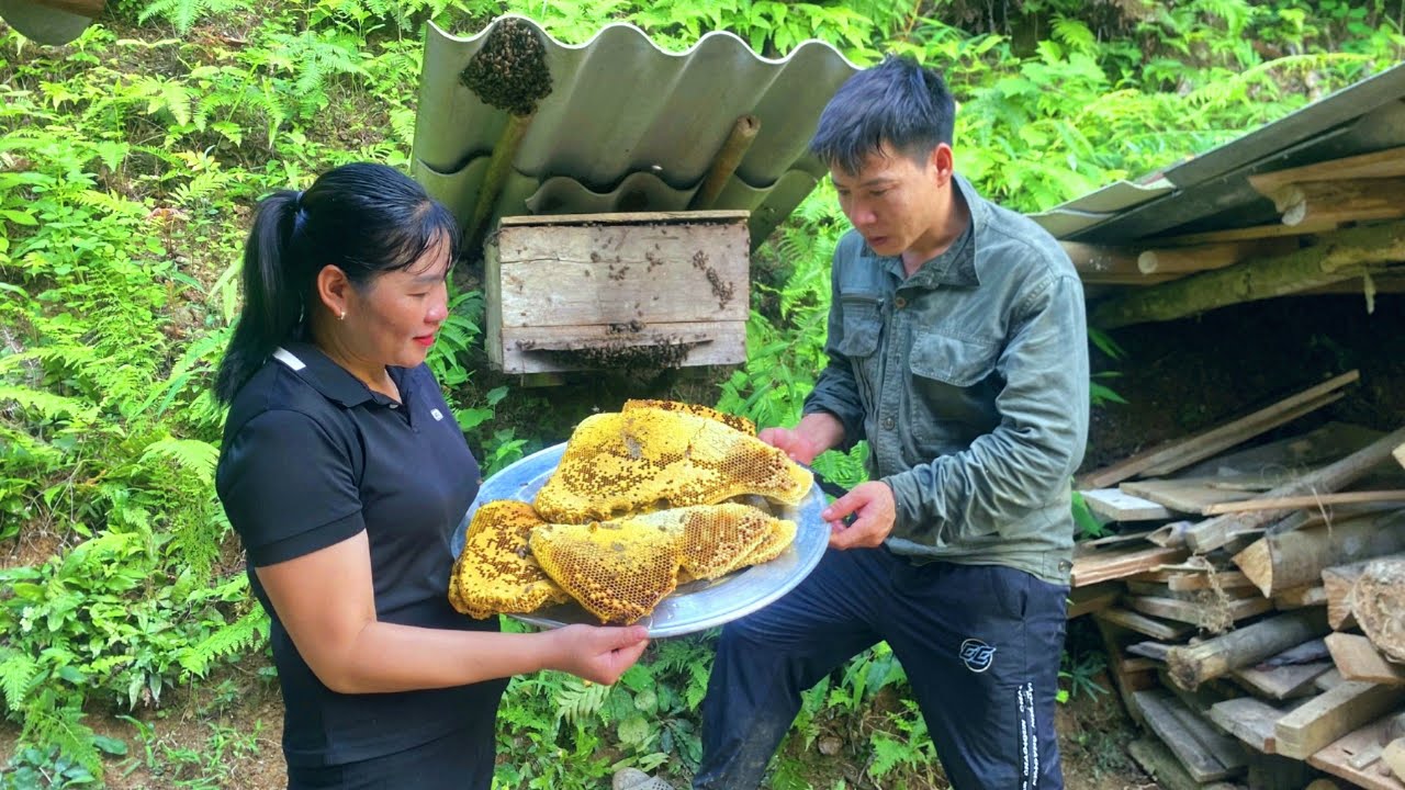 Harvest honey after 9 months of nesting. 3 large bottles of honey. Repair tractors together