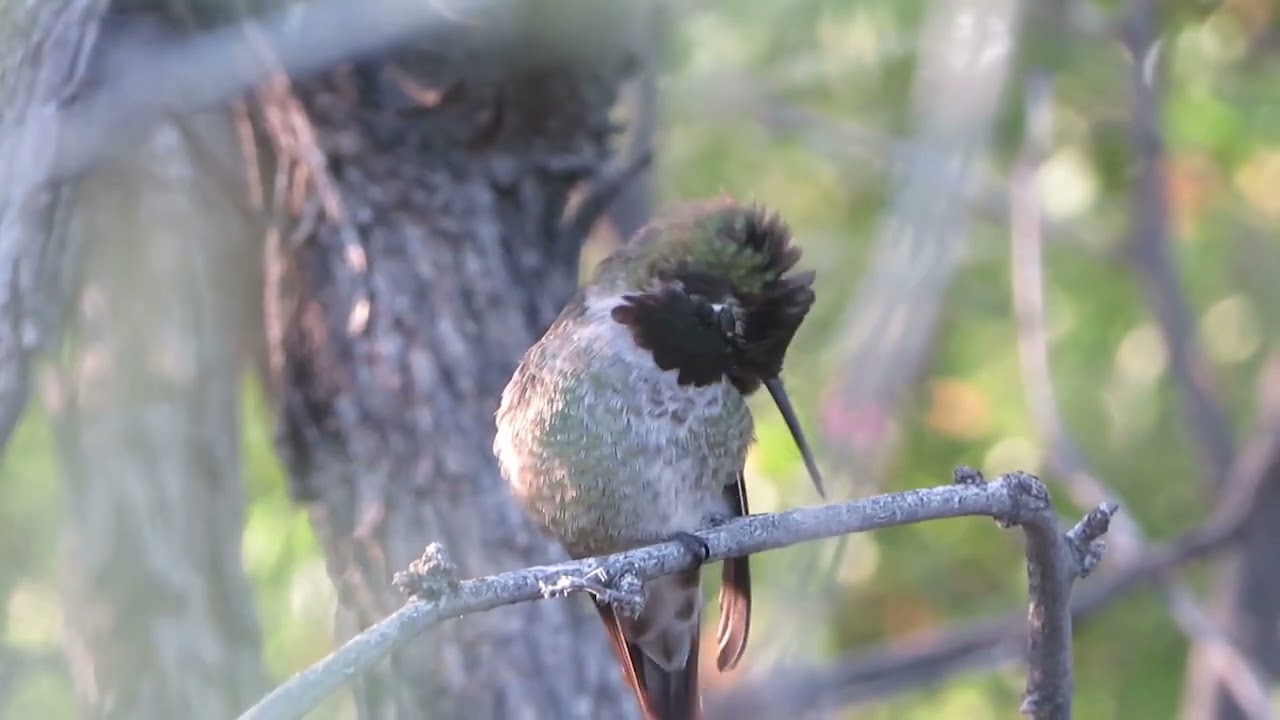 CA 89A - Cutest Hummingbirds of Quitobaquito Spring