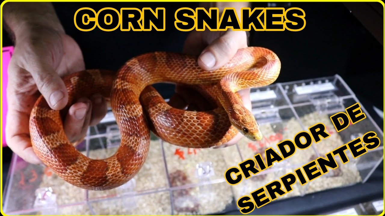 Criador de Serpientes de maíz, Criadero Tultitlan, especialista en corn snakes.