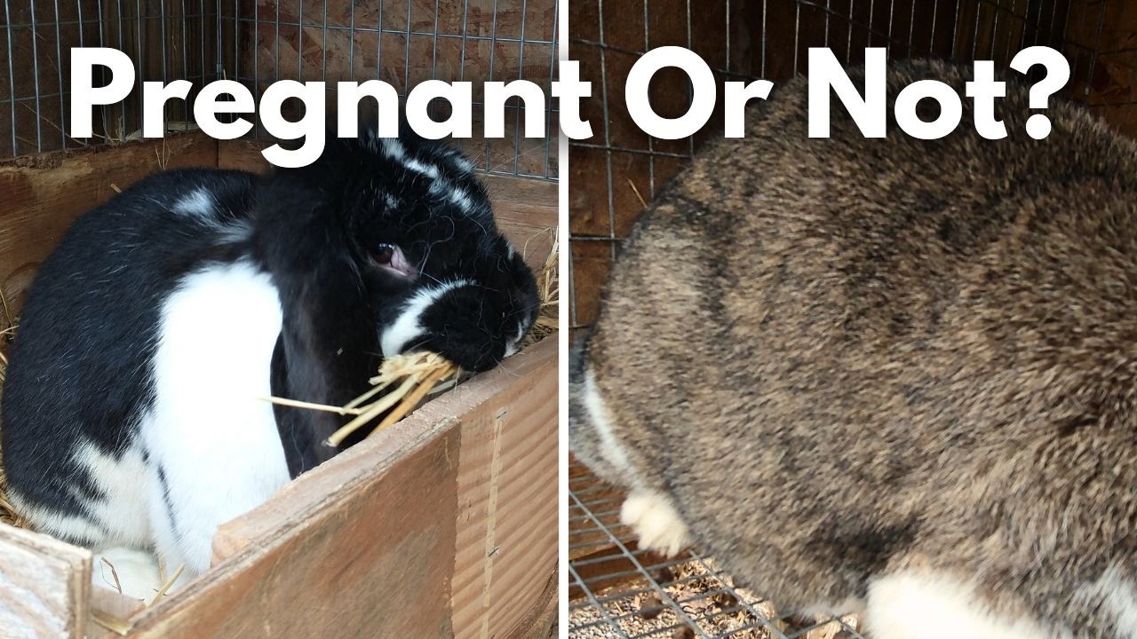 How To Tell If Your Rabbit Is Pregnant