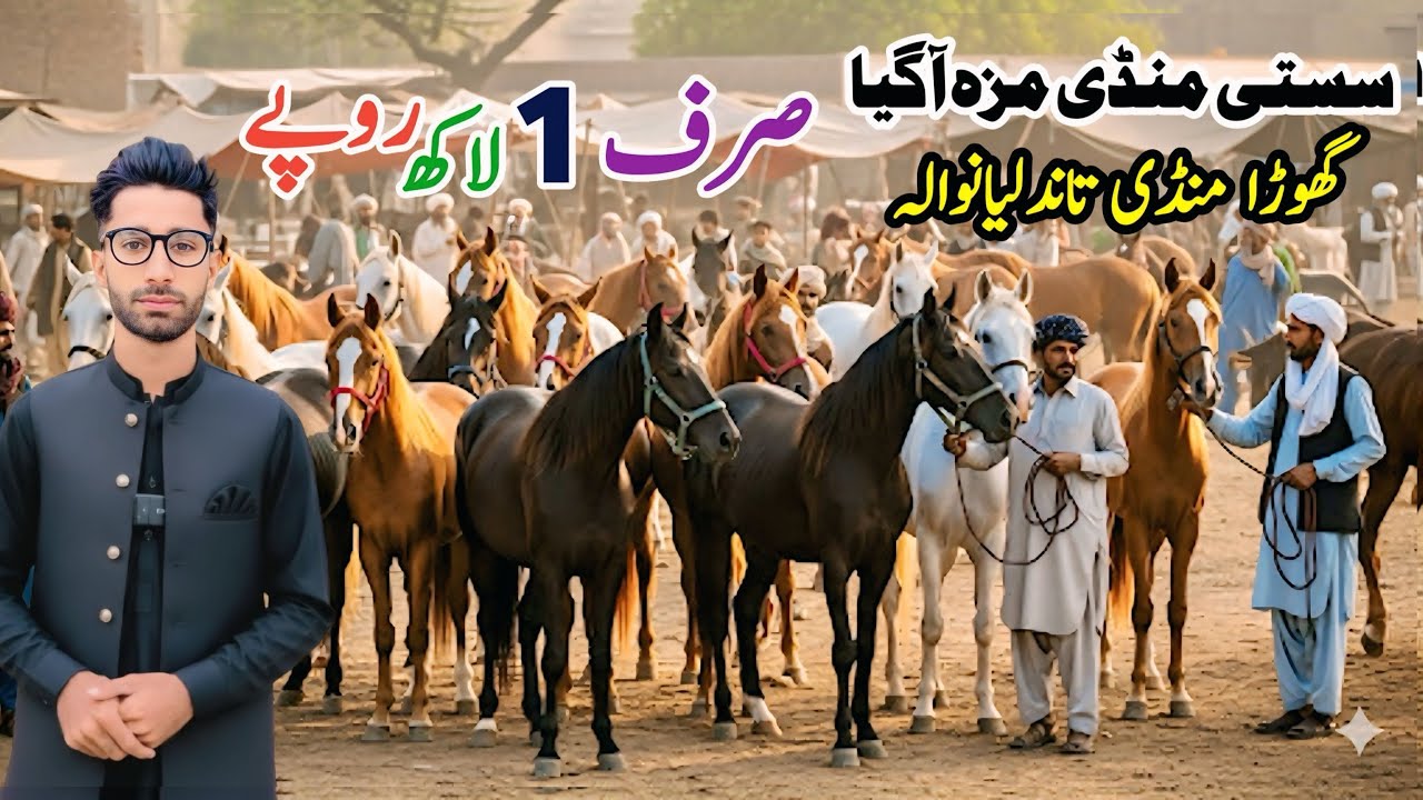 Horse Mandi Tandlianwala | Tandlianwala Horse Market Punjab | Horse Mandi In Pakistan | Tandla Mandi