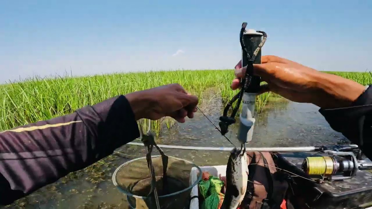 4 Black Snakehead Fish in Tonle Sap Great Lake. Cambodia Fishing