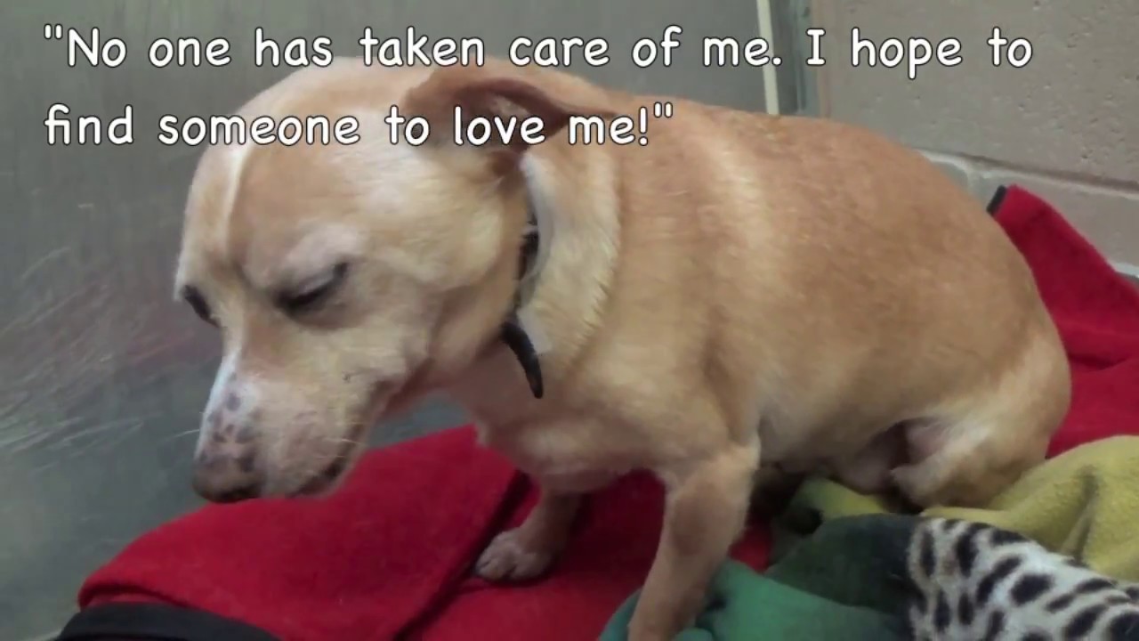 Sweet Little Barney Rubble Needs Rescue Soon! 11 years old