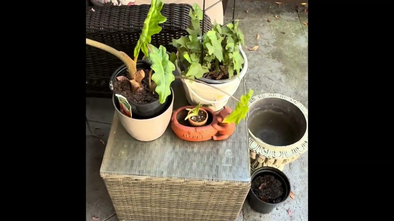 Plantasizing