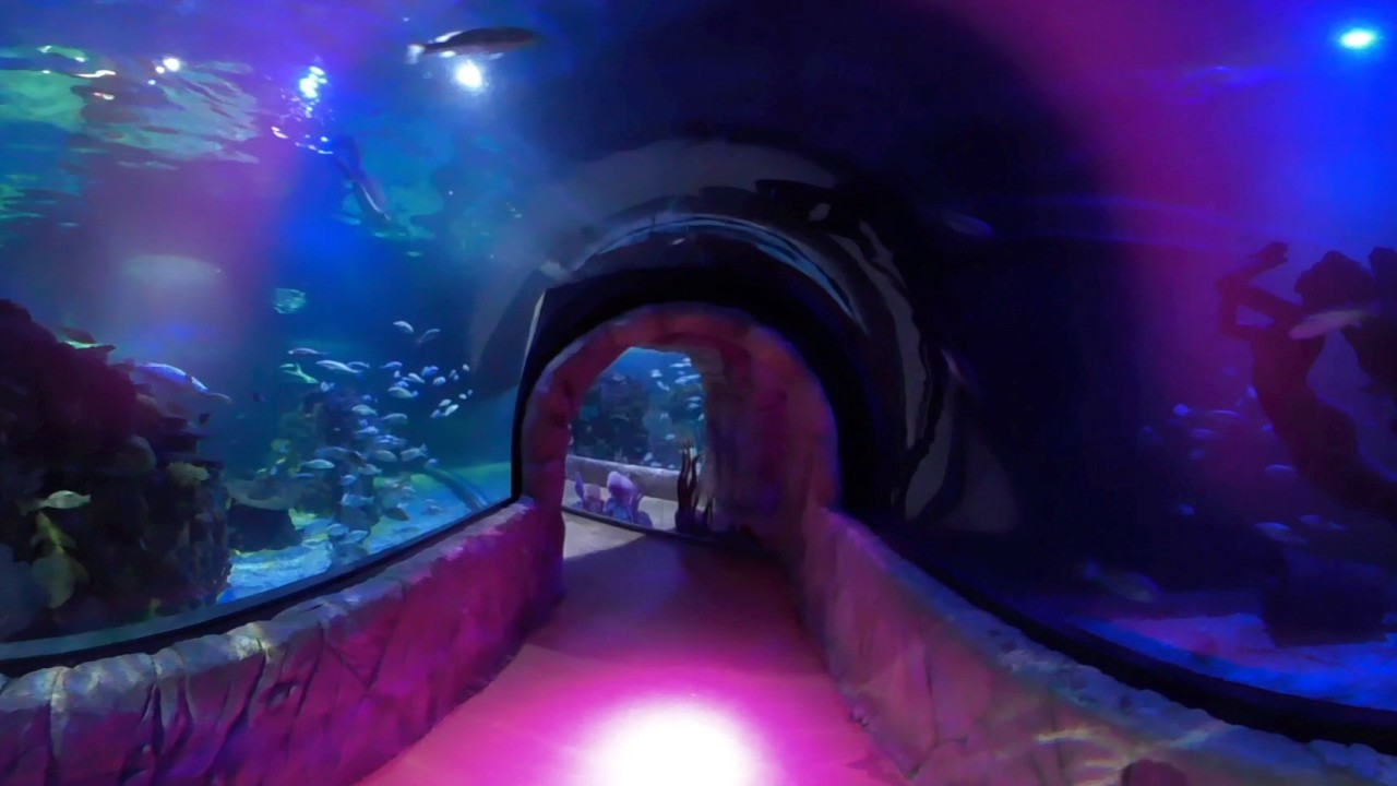 El Túnel de los Tiburones 360