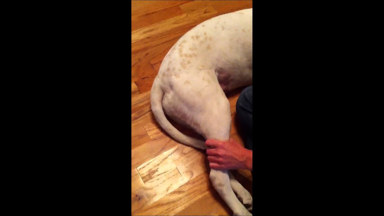 Canine physical therapy rear limb