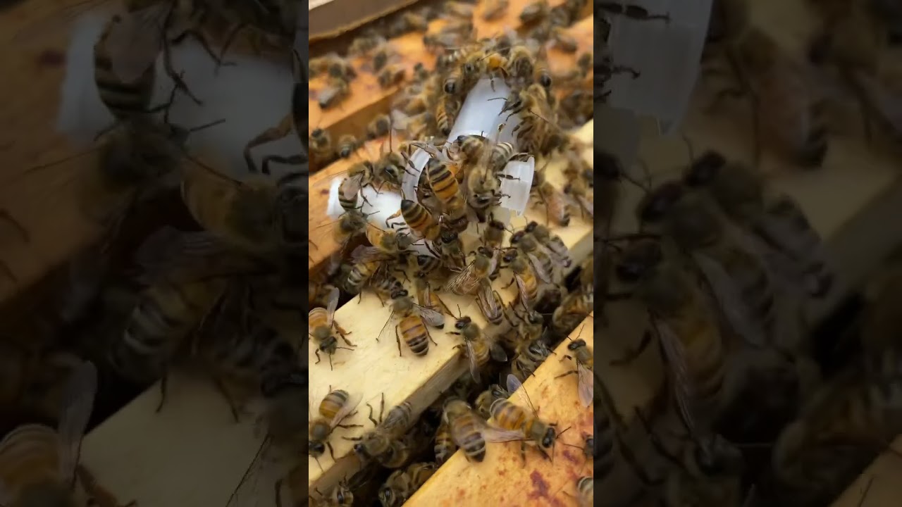 Returning a Mated Queen!!