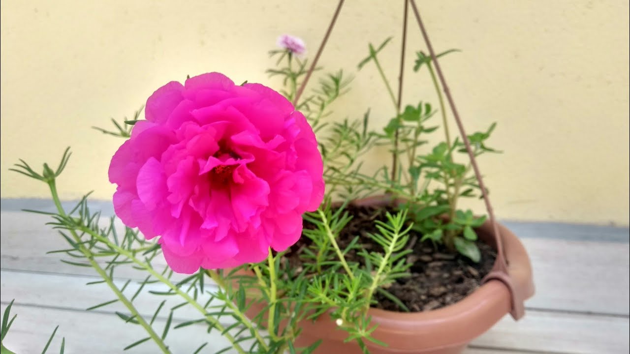 Onze horas - Nove horas: como plantar, cuidar e fazer mudas.