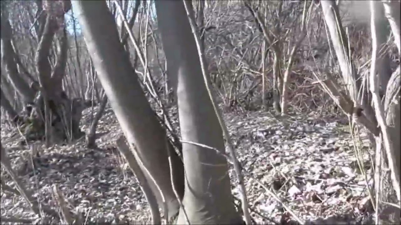В поисках третьего бункера 5.03.2026 In search of the third bunker W poszukiwaniu trzeciego bunkra