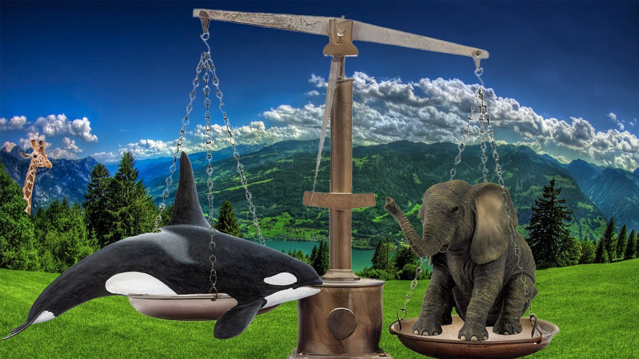 ANIMALES m&aacute;s PESADOS del MUNDO
