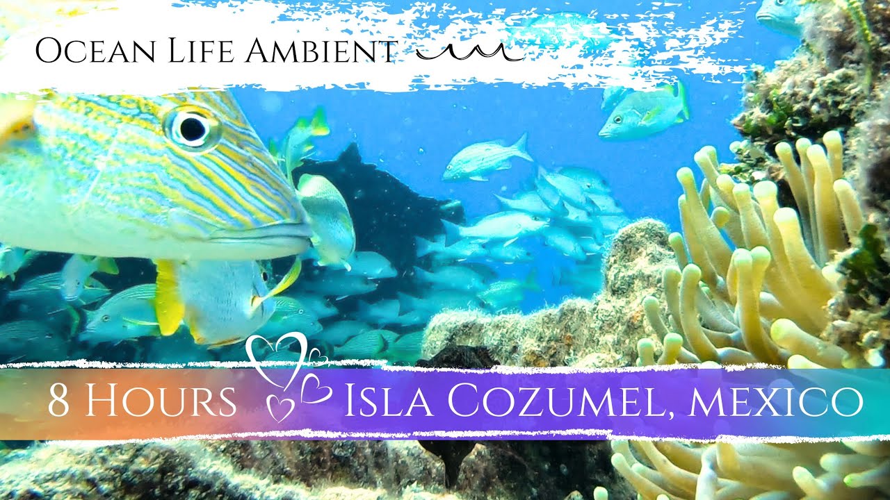 Amazing Caribbean Ocean Views ! 8 Hours of Isla Cozumel, Mexico (Intercontinental Presidente)
