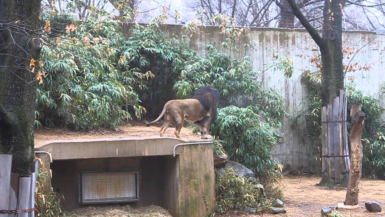 Lion ROARS!
