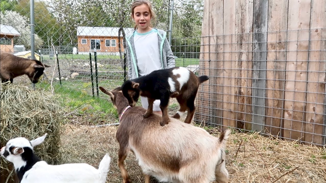 This BABY GOAT is OUT of CONTROL WHAT are we GOING to DO