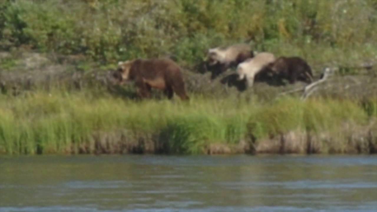 Kobuk River clips 2016