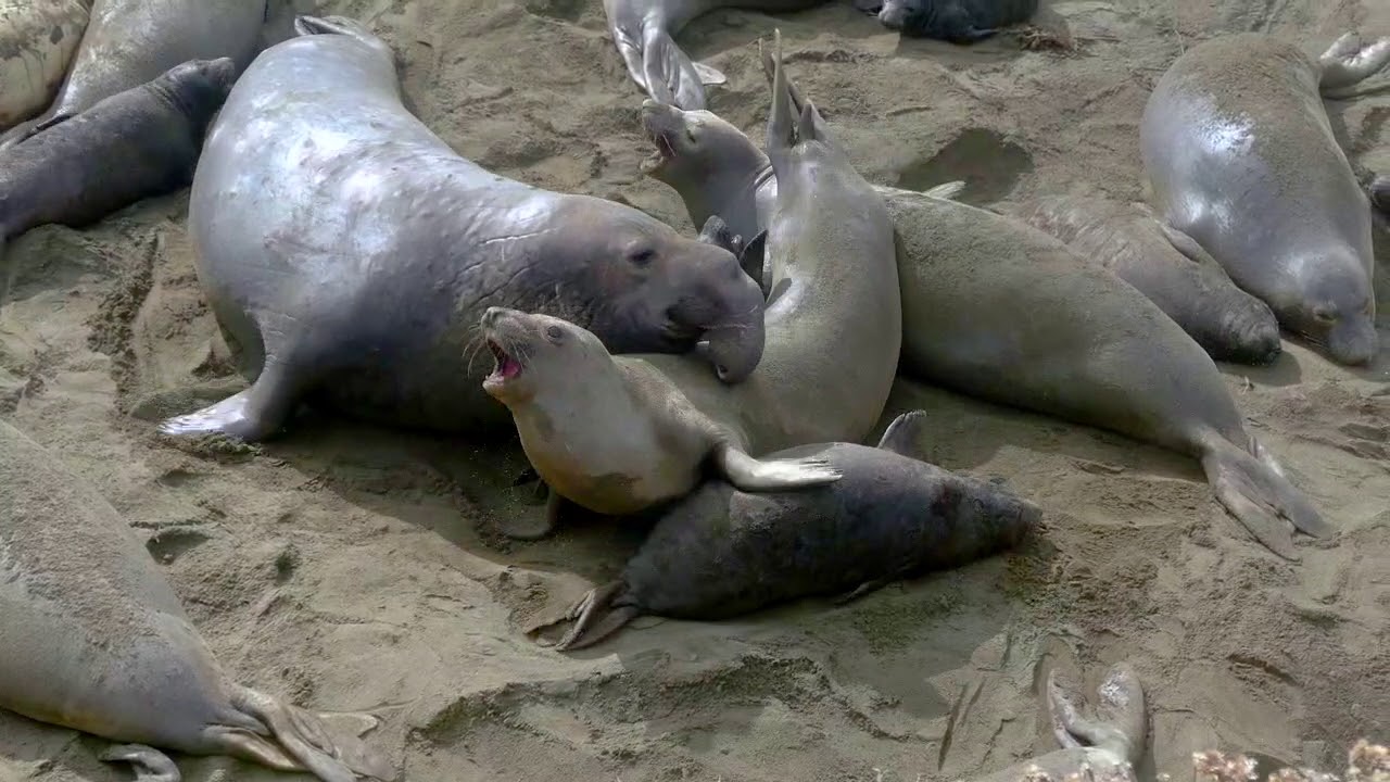 Elephant seal assaults a female and crushes a baby at the same time