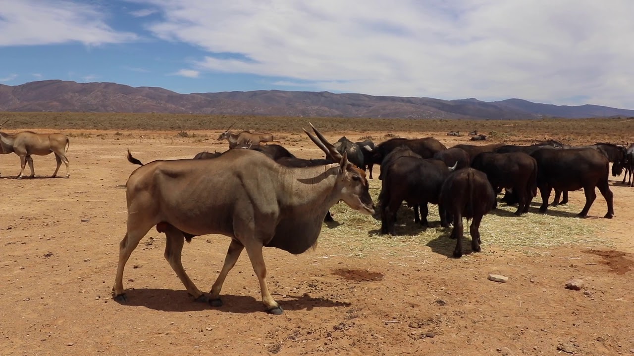 THE INVERDOON GAME RESERVE - SOUTH AFRICA