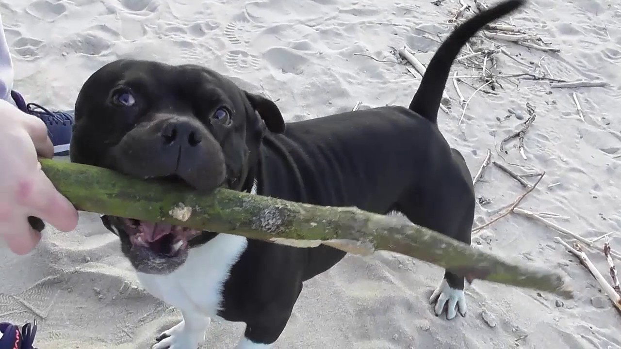 Staffordshire bull terrier- happy dog