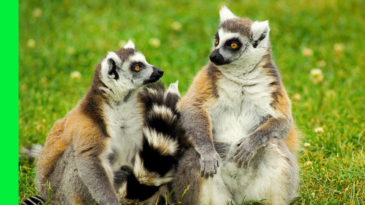 This Flirty Lemur Is Irritating All The Girls! | Love Nature