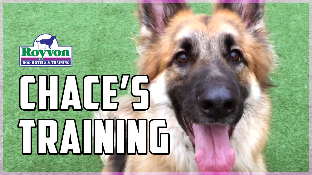 How to overcome your German Shepherd's aggression towards other dogs and people
