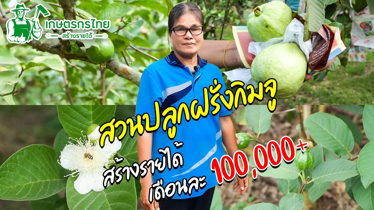 ชมสวนเกษตรกรไทย l Ep16 ตอน สวนฝรั่งกิมจู อาชีพเสริม รายได้หลัก 100,000 ต่อเดือน