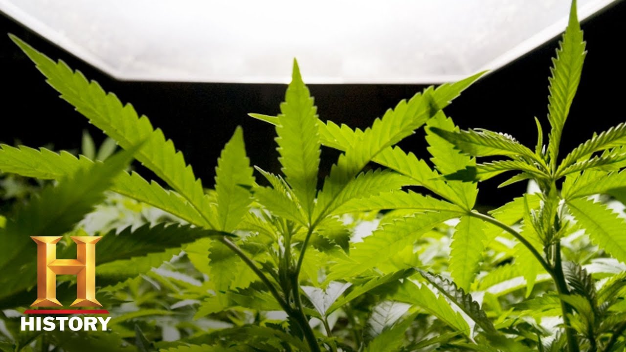 7 Things You Probably Didn't Know About Cannabis | History