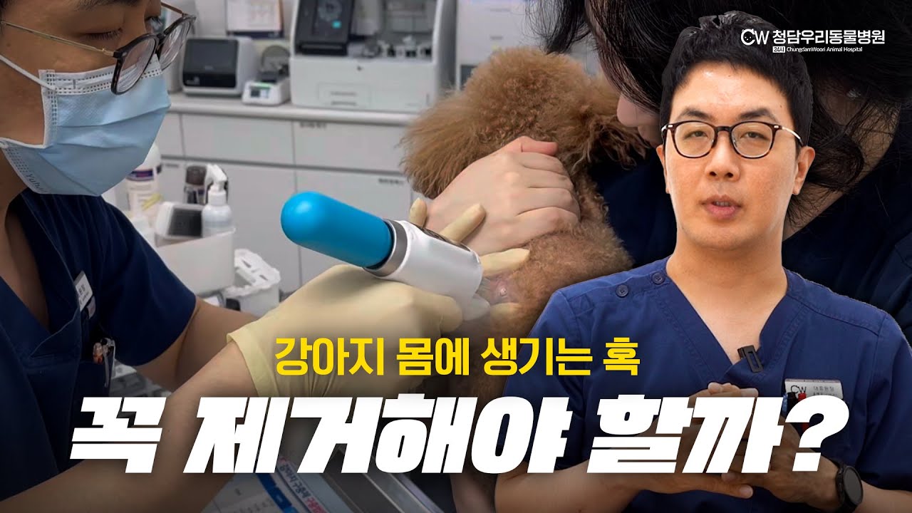 강아지 몸에 생기는 혹! 꼭 제거해야할까?✨