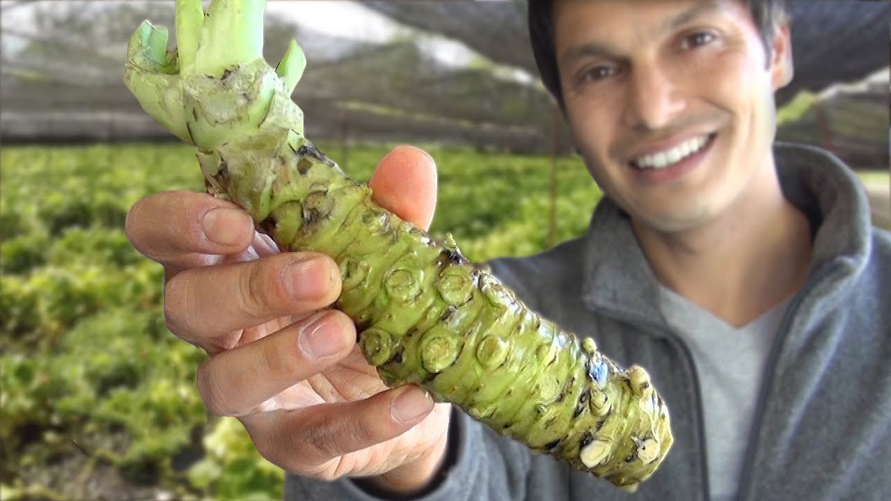 Ultimate Wasabi Guide Ultimate Wasabi #28