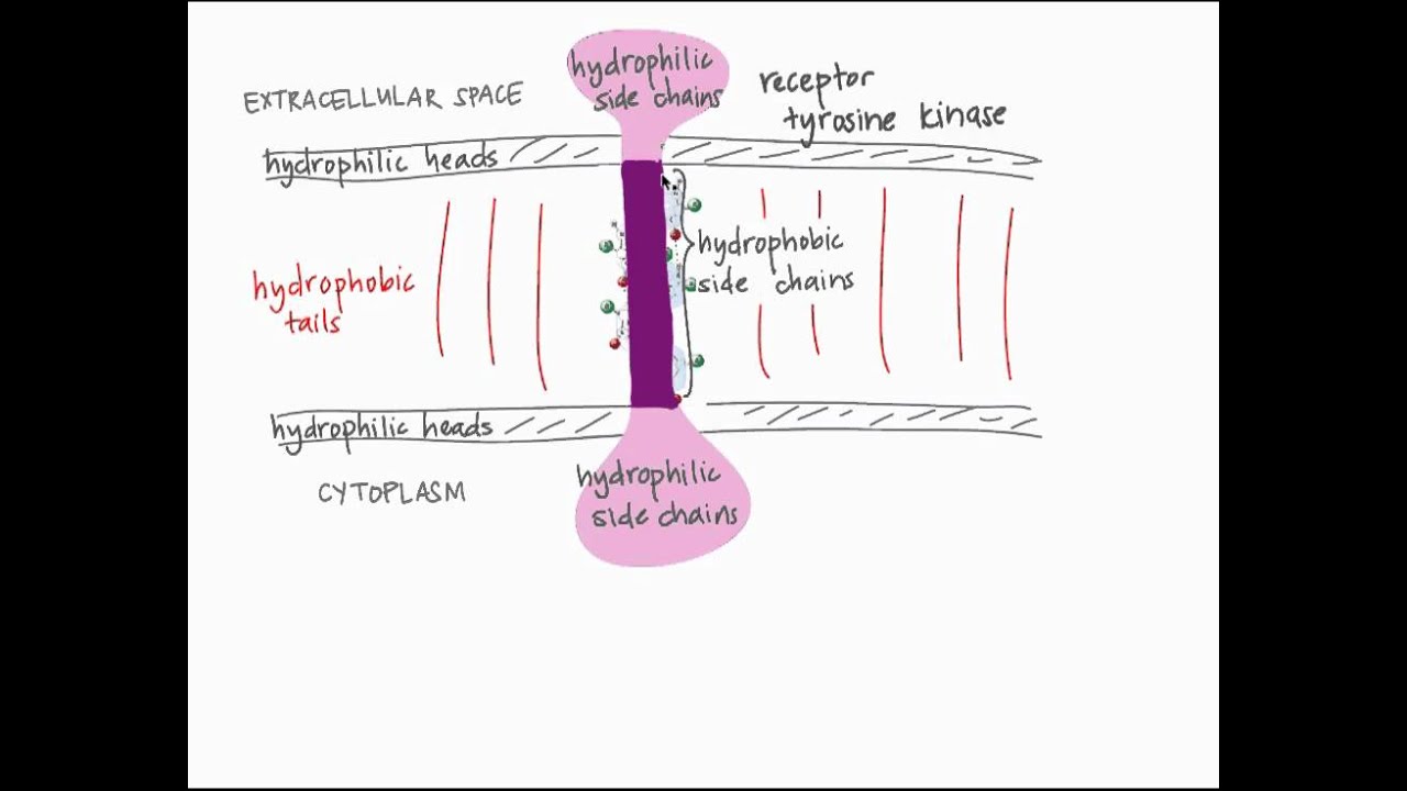 Transmembrane Proteins