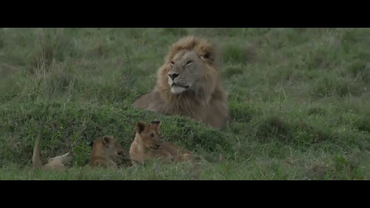 Topi Boy Moja Moja with the cubs