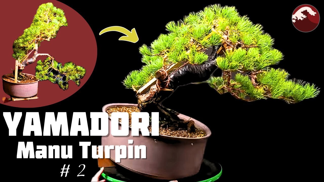 Mise en Forme du Pin Sylvestre Yamadori par Manu Turpin à BCEx 2024. Épisode 2 🌱 NEJIKAN BONSAI 🌱
