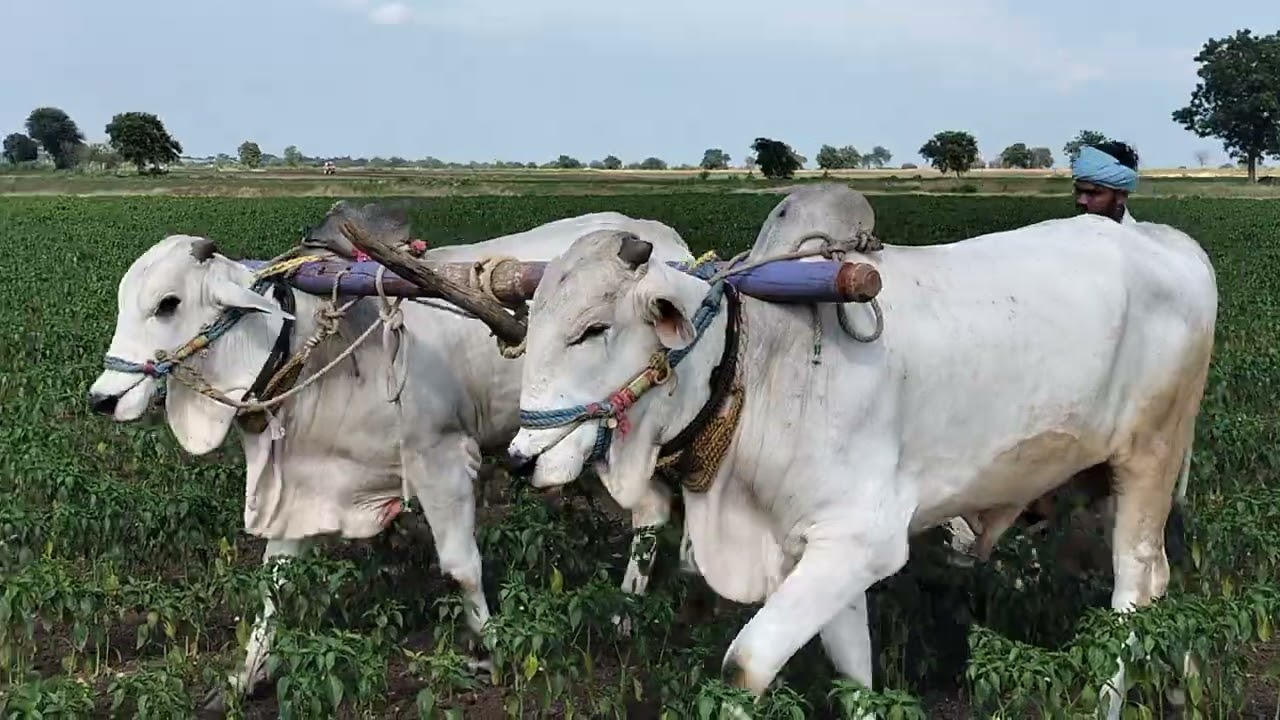 Appmbulls భైరవ బాద్షా 💥💥