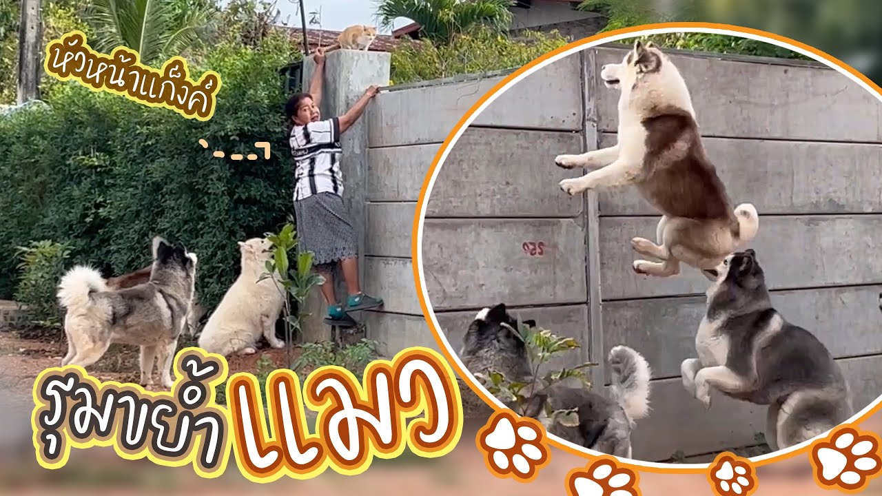 ว่าที่คลิป10ล้านวิวส์ | น้องแมวหลงทางมาหมาแบบเราก็ต้องทักทายกันสักหน่อย (พวกหมาโง่จริงๆเหละ)