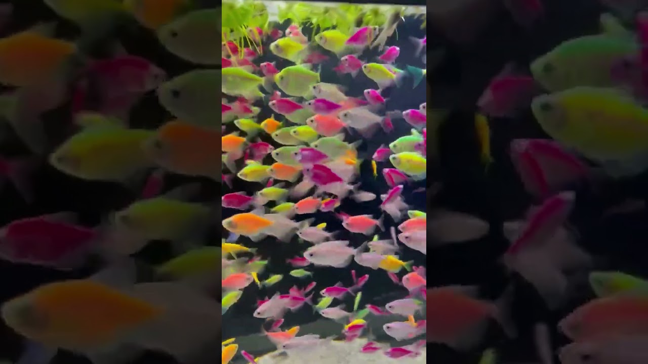 🎨как вам эти рыбки❓ #аквариум #mashabloom #машаблюм #aquarium #аквариумистика #aquascape #aqua