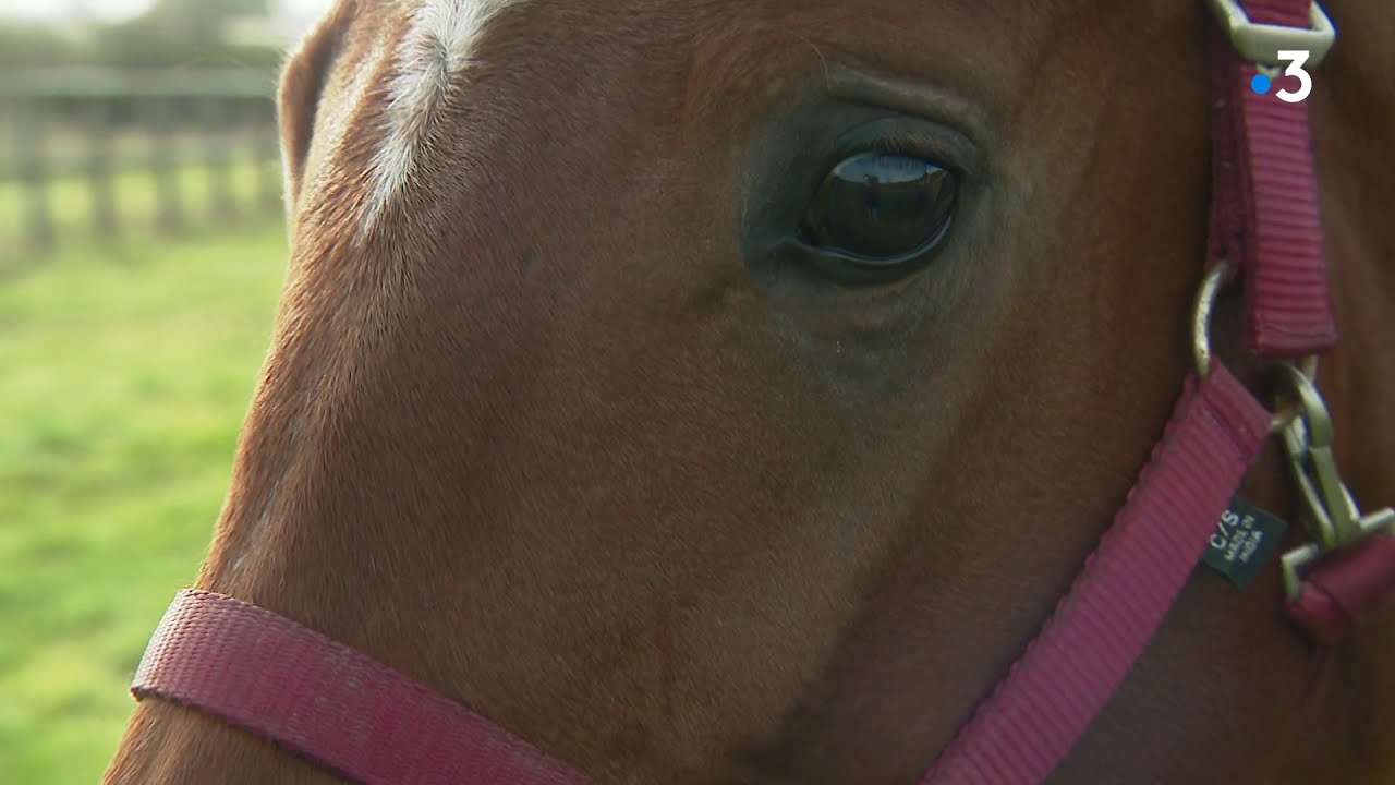 Sarthe : Jean de Mieulle, une vie au galop