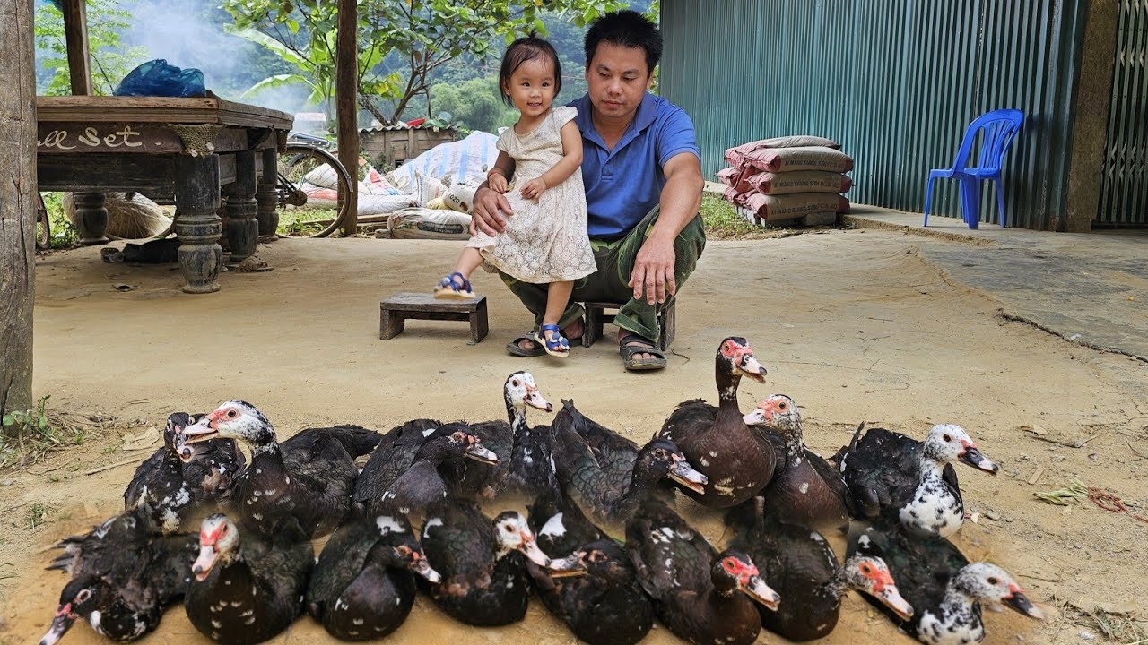 Harvesting geese go to market sell-Buy baby geese to raise/XuanTruong