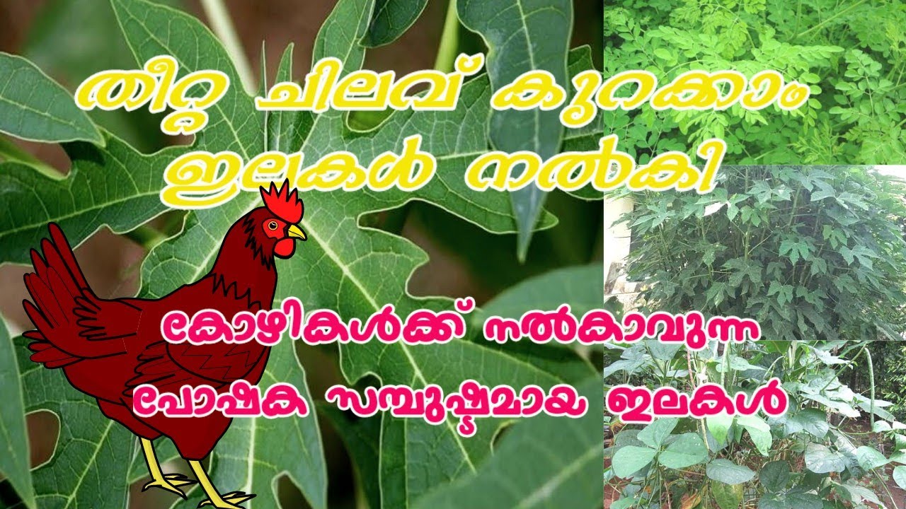 കോഴികൾക്ക് നൽകാവുന്ന ഇലകൾ |Leaves that can be fed to chickens