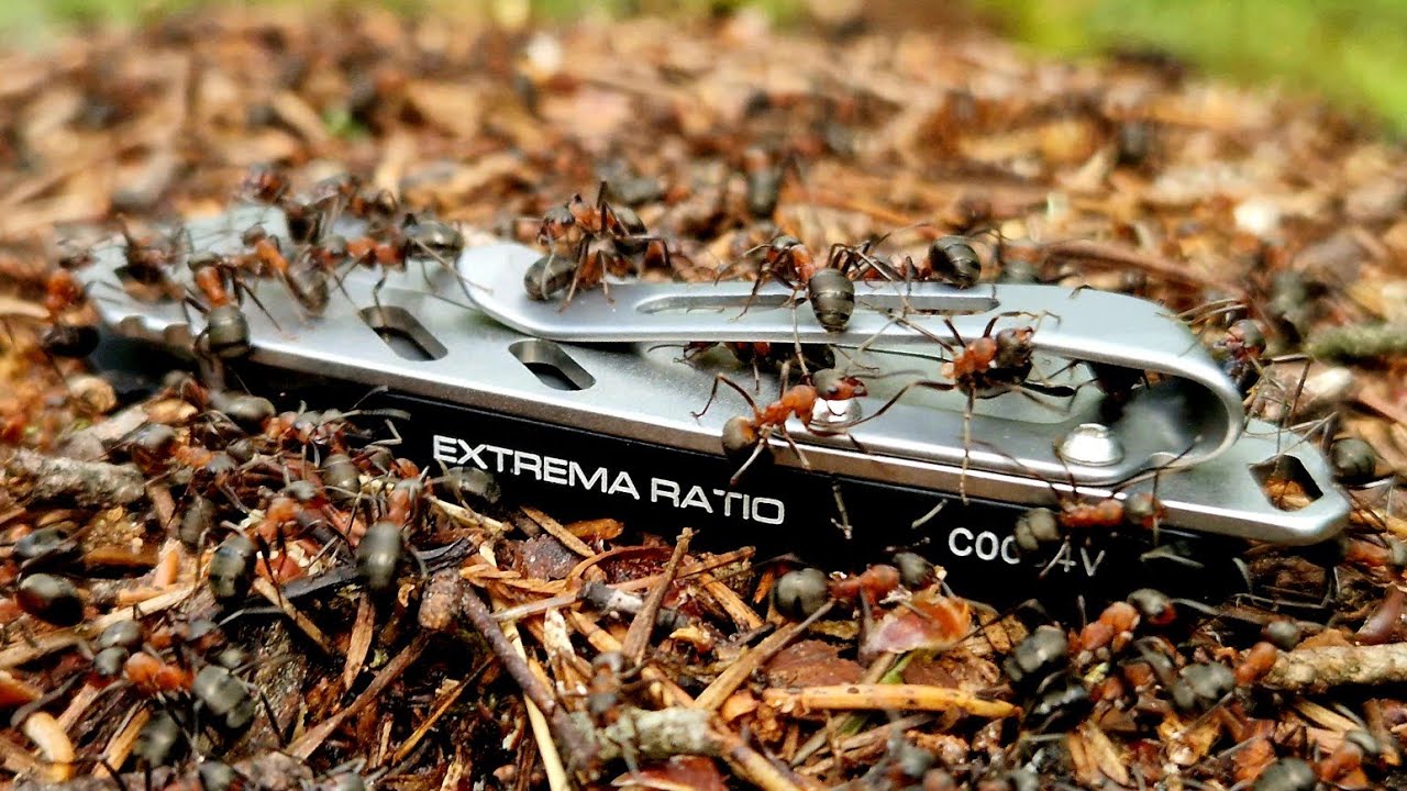 ОН КРУТ! Нож ANT Extrema Ratio
