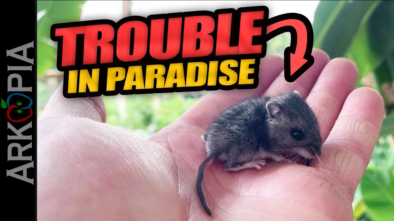 🐁Мыши в теплице — это нашествие. Как я с ним справляюсь? Ловушки? Яд?