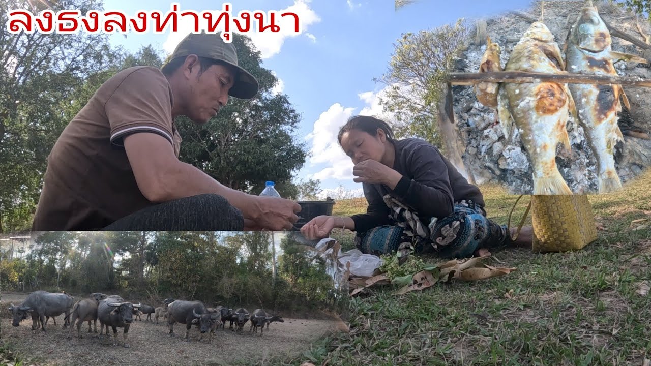 2เท่าไปหากินตามทุ่งให้ทุ่งนาจอบขงวจอบควายตามวิถีคนชนบท17 กุมภาพันธ์ ค.ศ. 2026