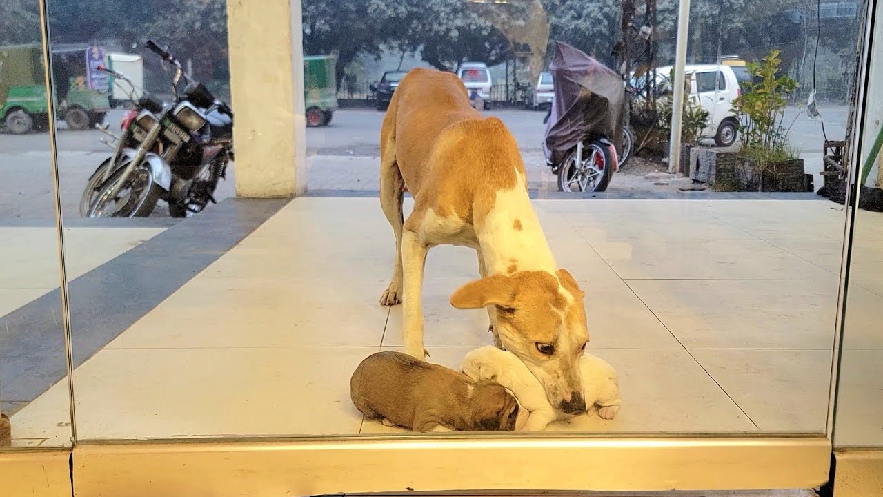 She Carried Her Tiny Puppies to Every Shop…But No One Accepted Them 🥺🐾💔